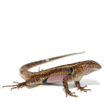 Rosebelly Swift